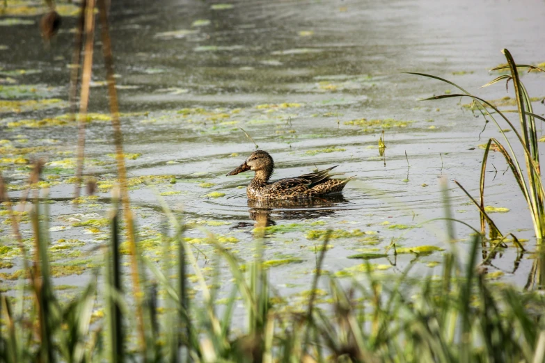 a duck is swimming in the water with reeds