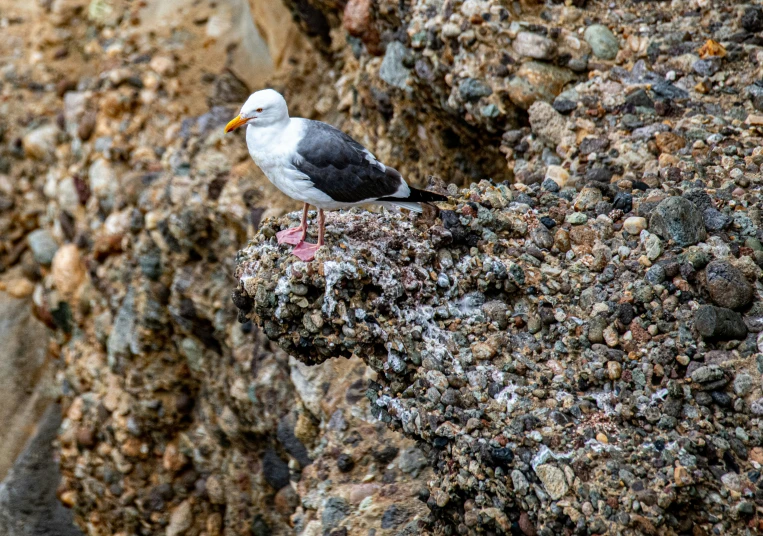 this bird is sitting on top of a rocky rock