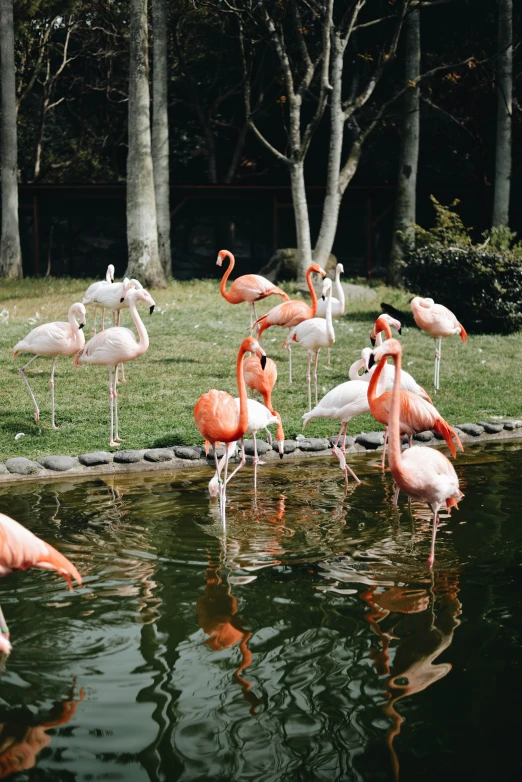 flamingos in the pond of a zoo eating
