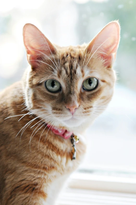 a cat looks out a window as it stares