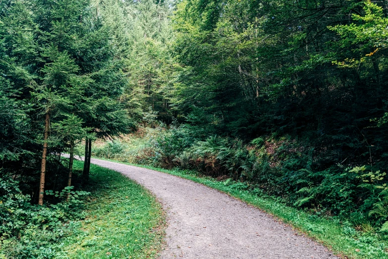 a gravel road between tall trees and grass
