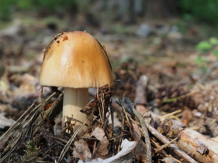 a mushrooms sits on the ground in some grass