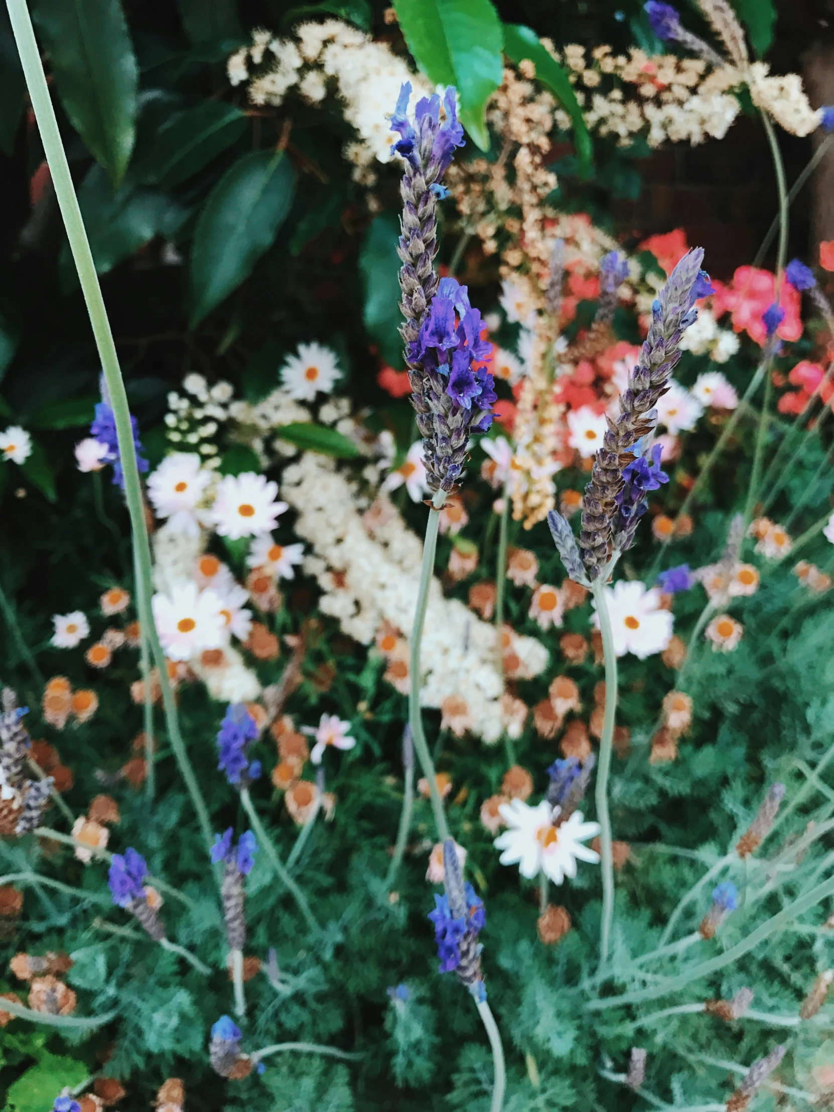 wild flowers and other wildflowers fill the background