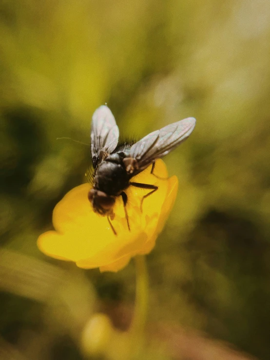 a fly sitting on top of a flower