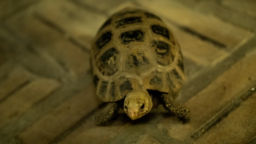 a large turtle laying on top of a floor