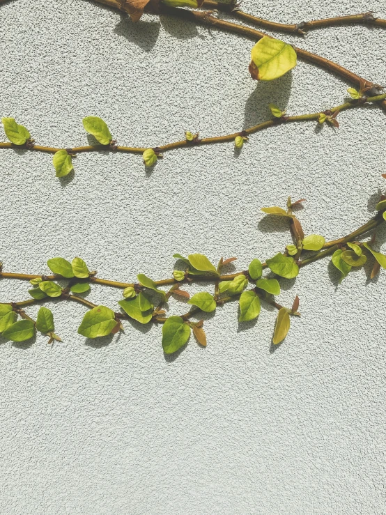 an old tree nch with some green leaves