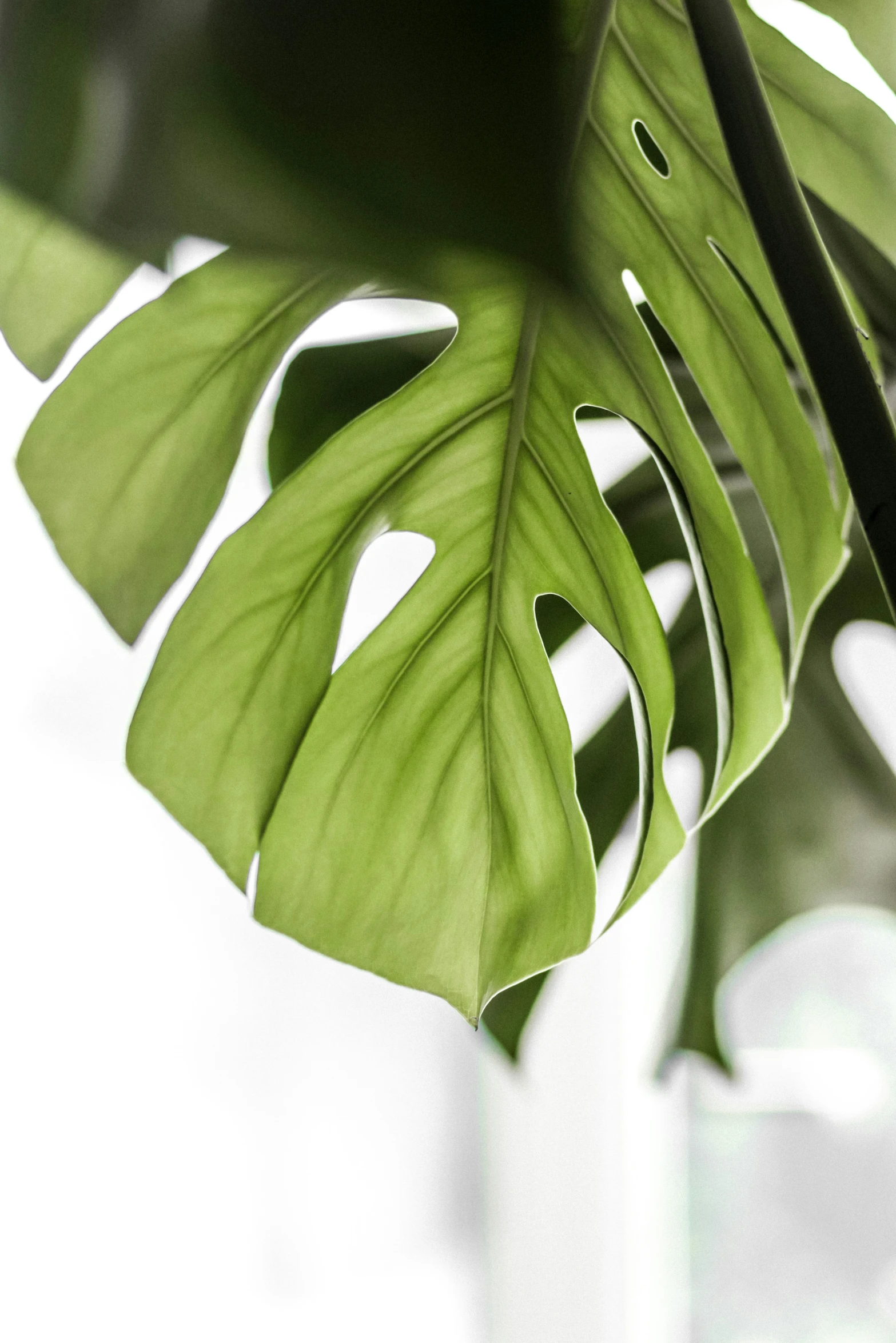 the leaves on this large green plant are very close