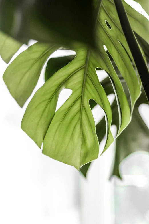 the leaves on this large green plant are very close