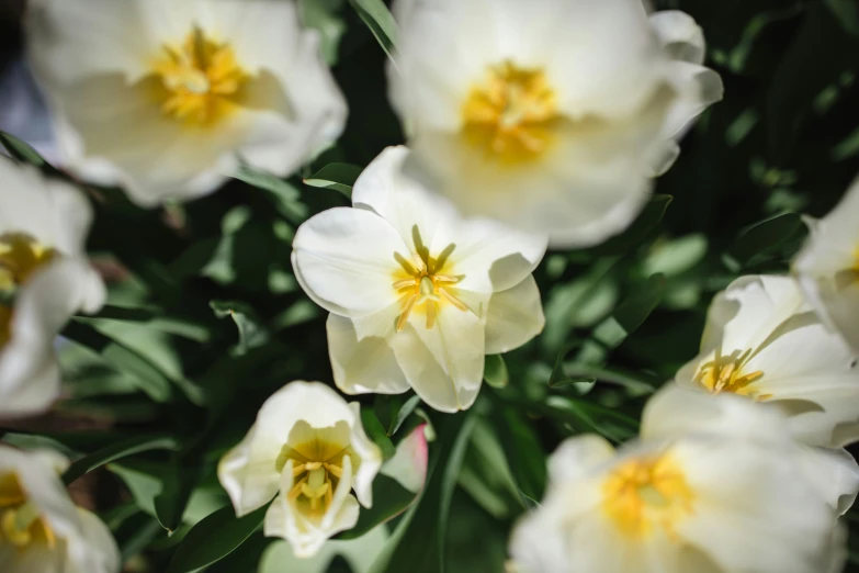 an image of white flowers blooming in the sun