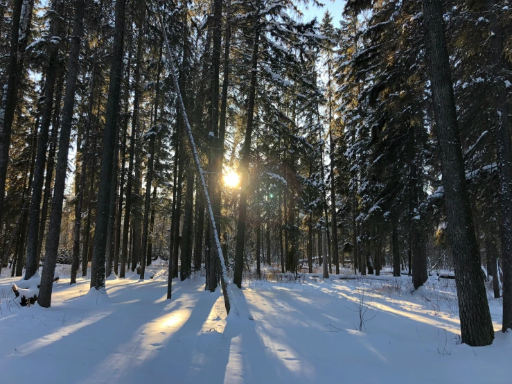 a snowy area with trees and sunlight through the nches