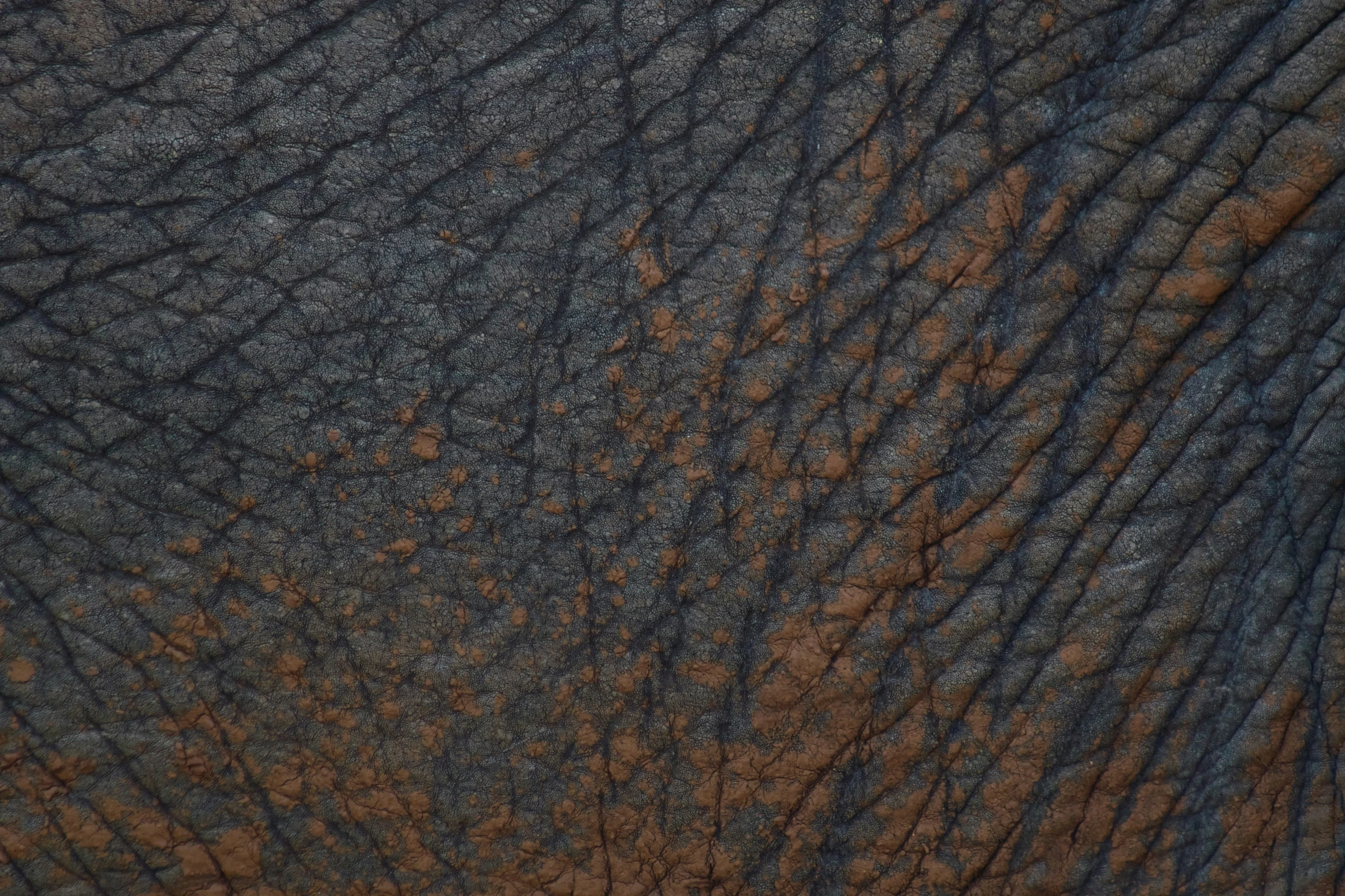 close up view of an elephant's brown skin