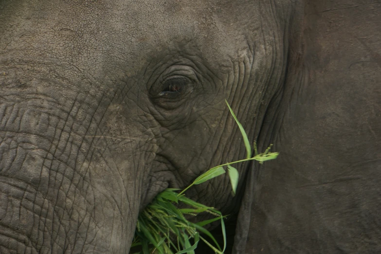an elephant eating grass with eyes open