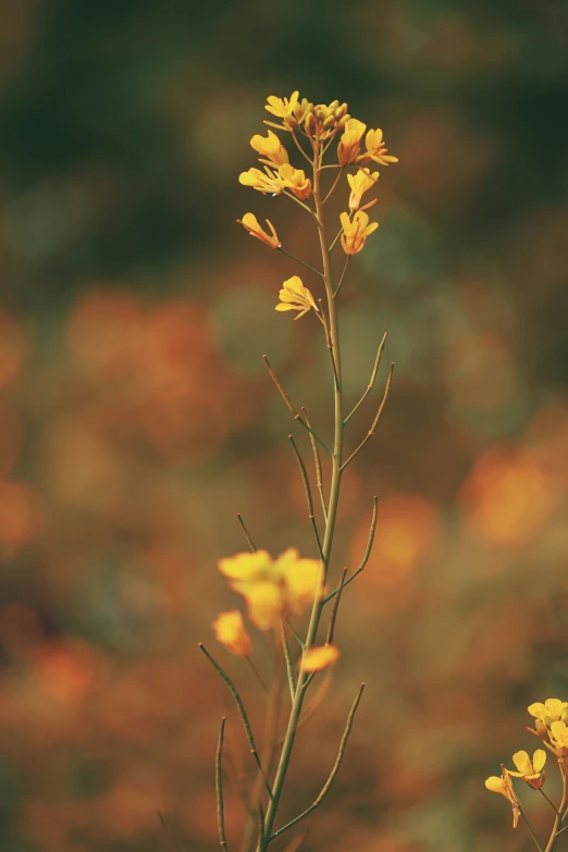 some yellow flowers in front of a blurry background