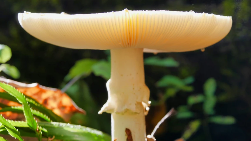 an image of a very big mushroom with its light on