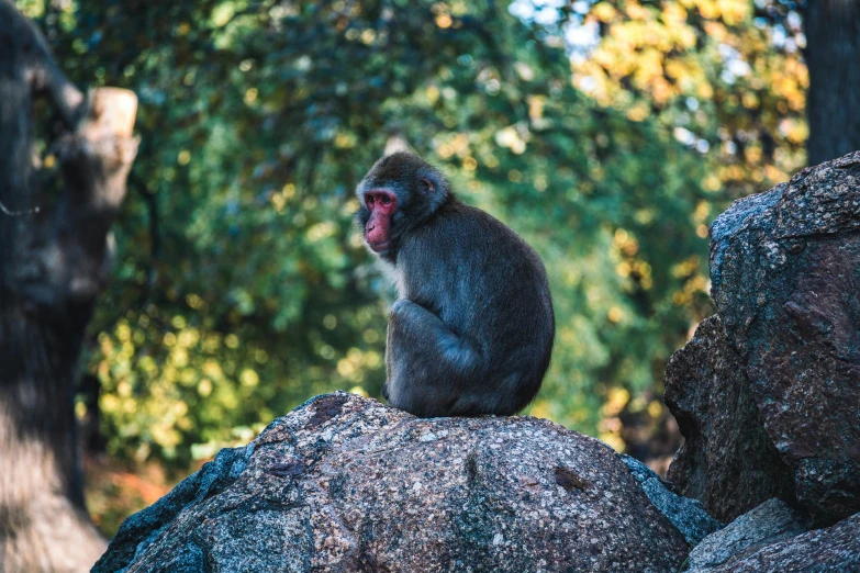 a monkey sitting on top of a big rock