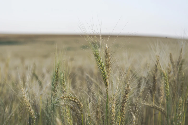 a green field full of tall grass during the day