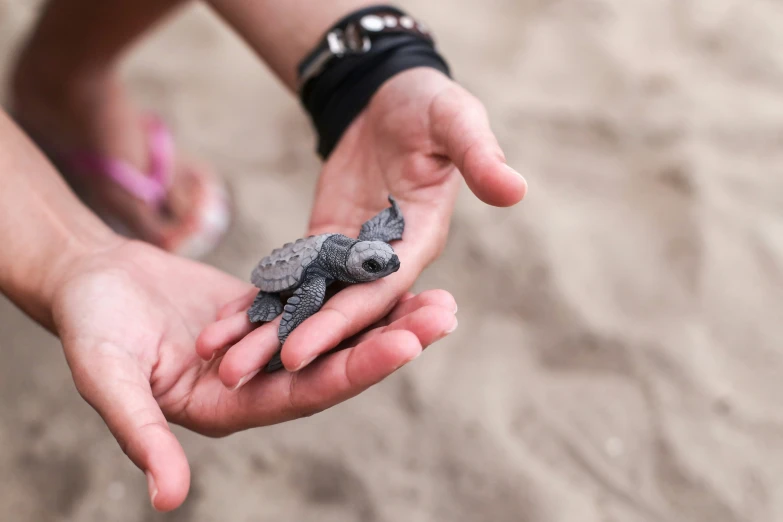 the hand is holding a small turtle in the sand