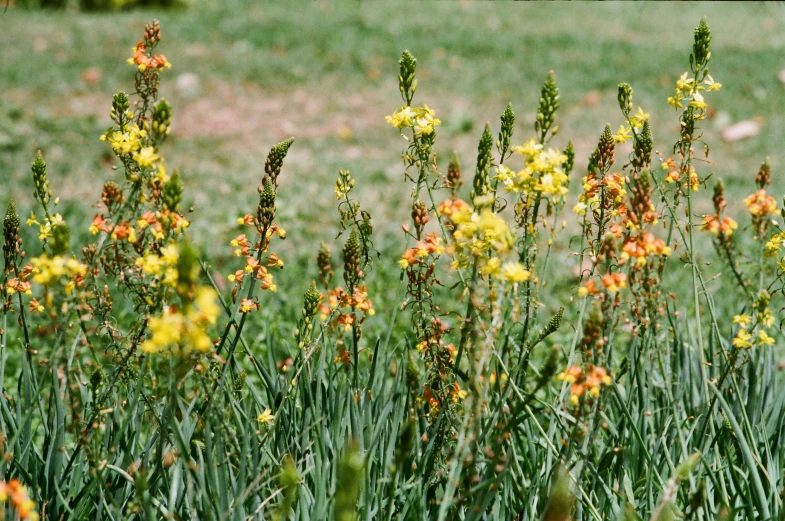 many yellow flowers are growing out of the grass