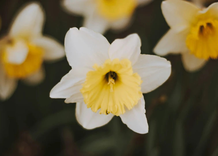 close up of flowers with yellow centers in the middle