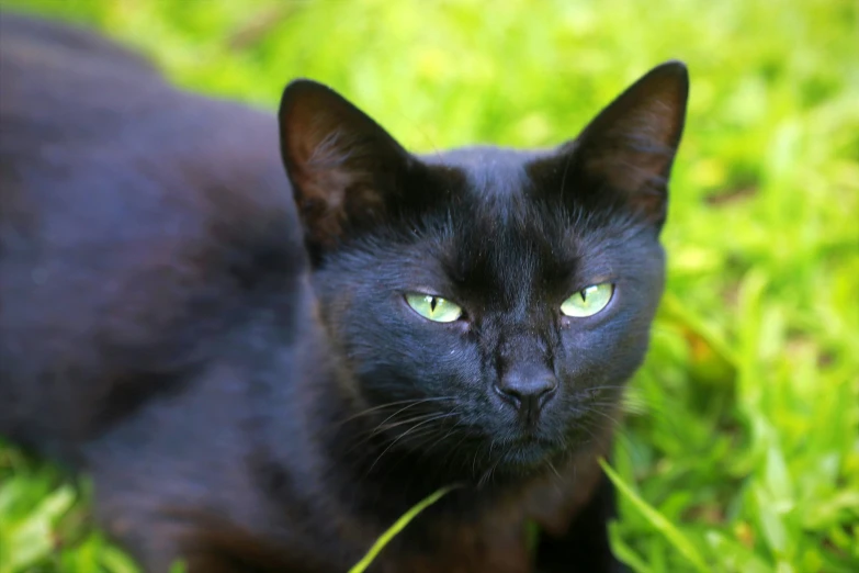 a black cat that is sitting in the grass