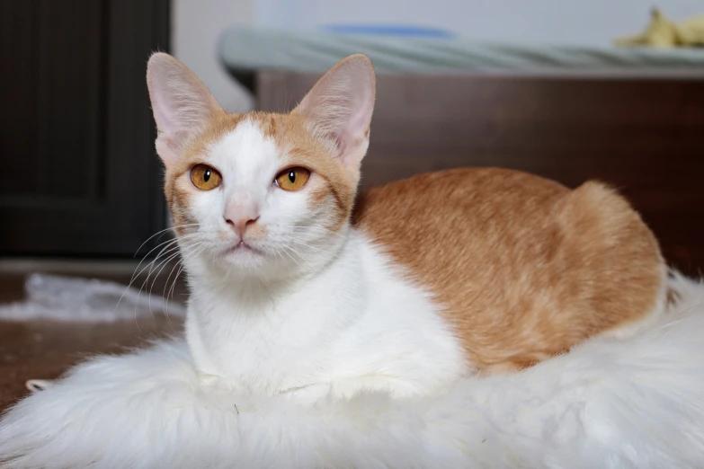 an orange and white cat sitting on top of a bed