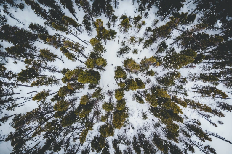 an upside down po of the tops of trees