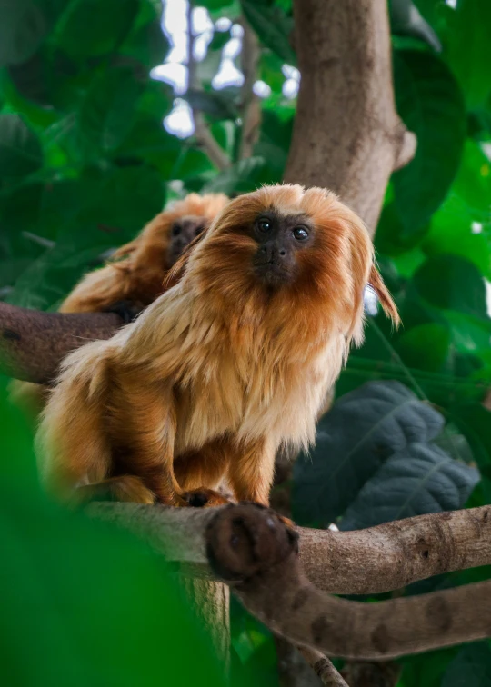 an animal on the tree nches with trees in the background