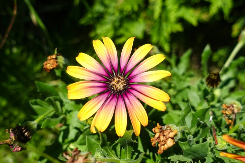 the flower has a beautiful purple center and yellow petals