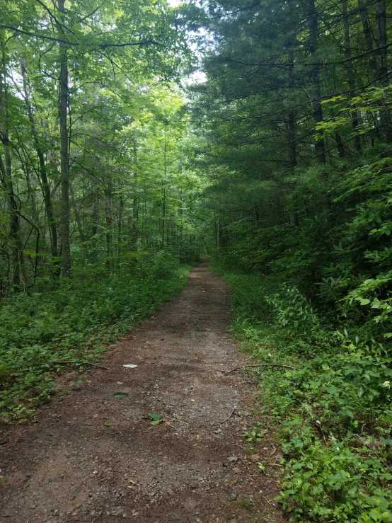 a dirt path through the forest next to tall trees