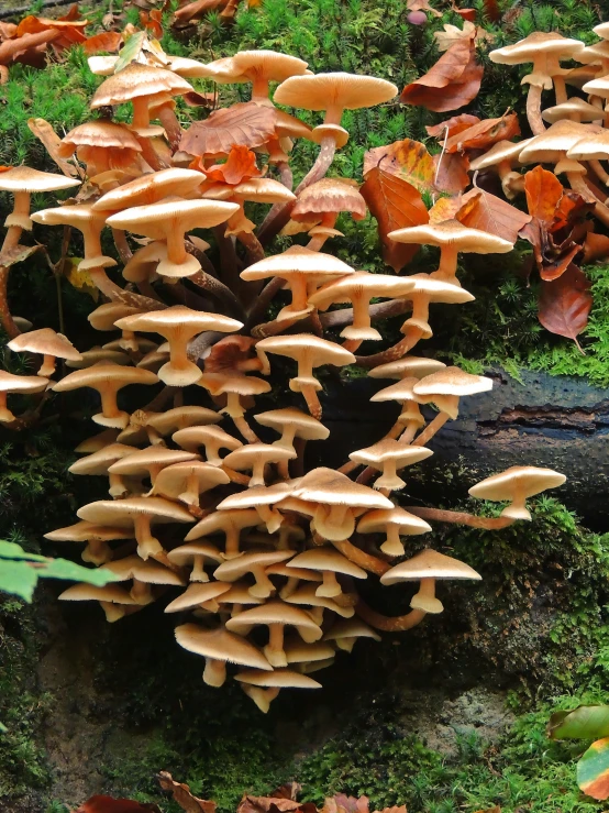 a group of mushrooms grows on the ground