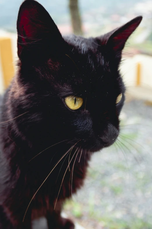 a close up of a black cat looking straight ahead