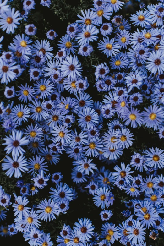 a group of blue flowers in the middle of a field