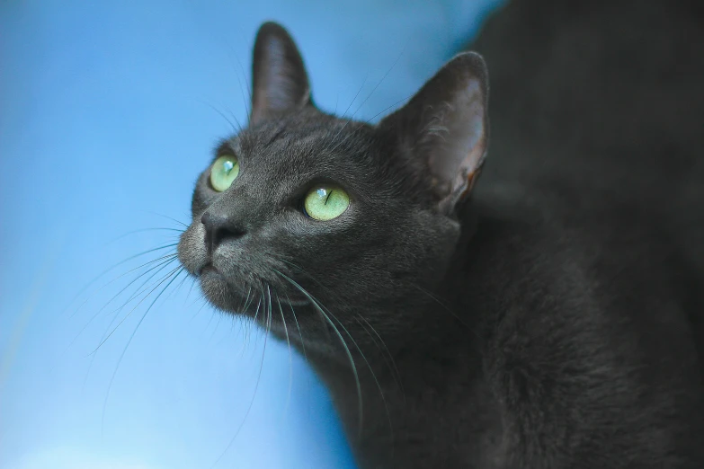 a black cat is lying down on a blue blanket