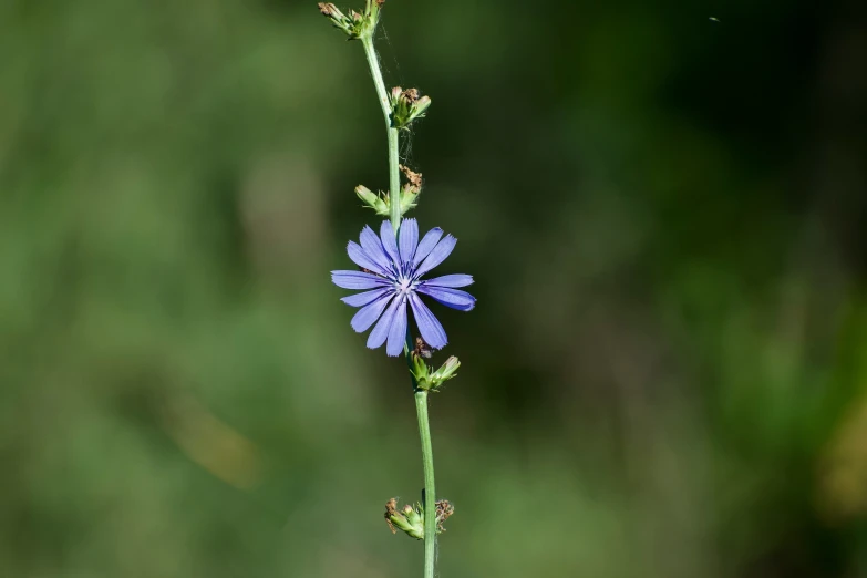 a blue flower with some leaves and buds in the foreground