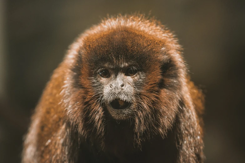 an animal that has very large furry fur on it's face