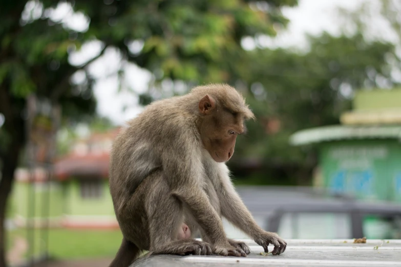 a small, brown monkey standing on top of a wall