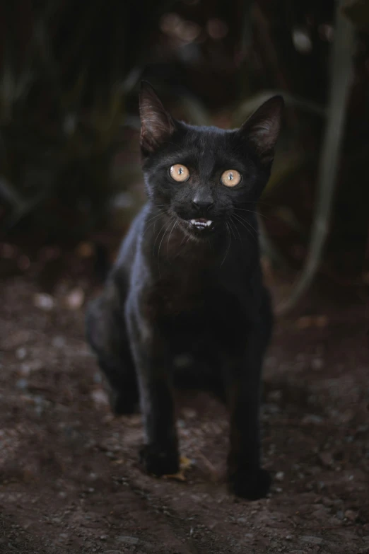 a black cat sitting on a ground next to green vegetation