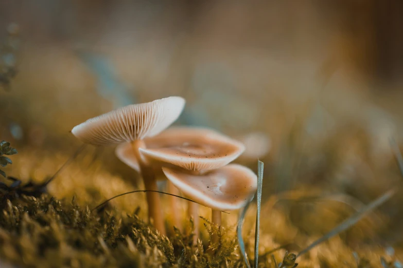 three mushrooms are growing on a field of green grass