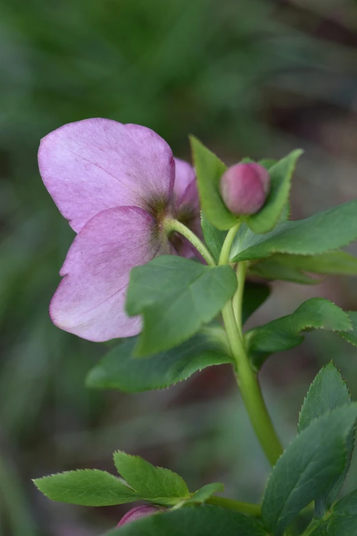 pink flowers are blooming outside in the sunlight