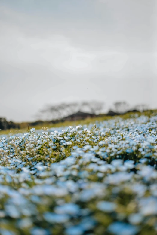 the grass is covered in small white flowers