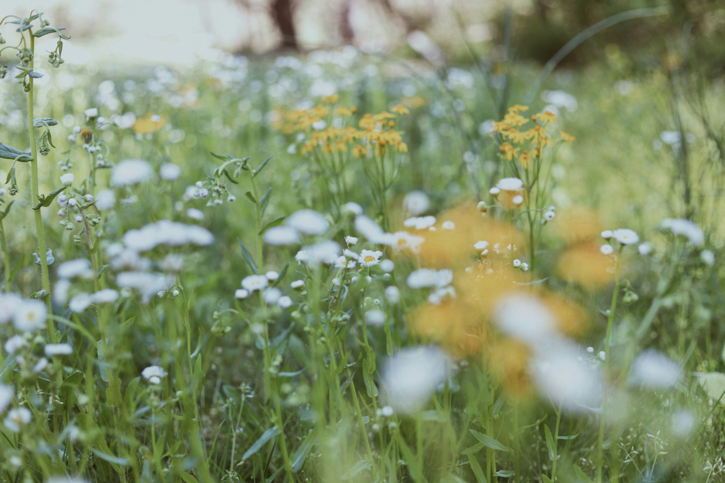 white flowers that are in the grass near some bushes