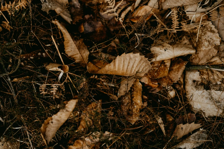 the top view of a leaf strewn on the ground