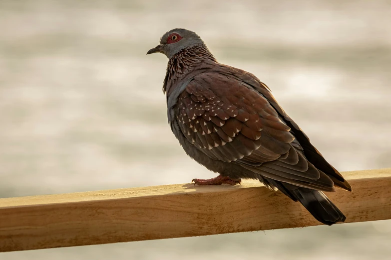 a close up of a bird on a fence