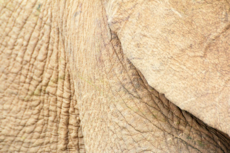 close up of the underside of a huge elephant