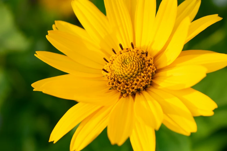 a close up of a yellow flower with leaves in the background