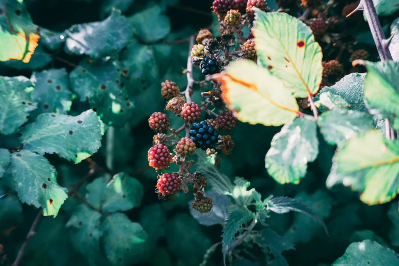 the small berries on the tree are red