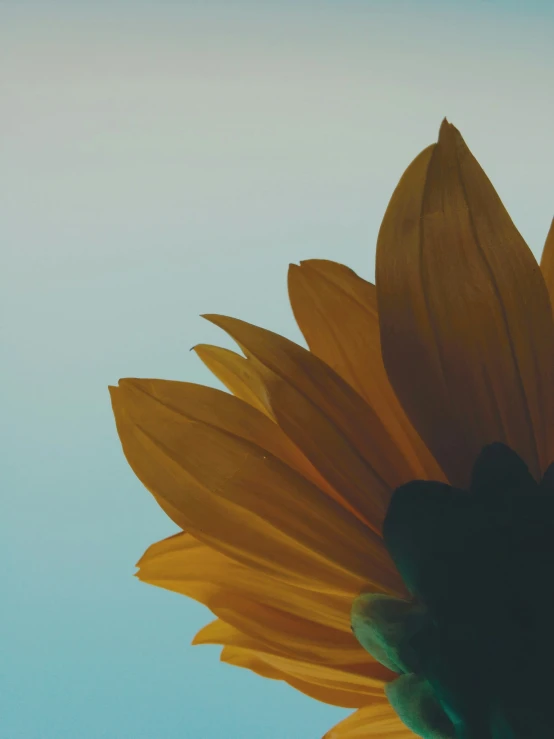 a sunflower is pographed in the air against a blue sky