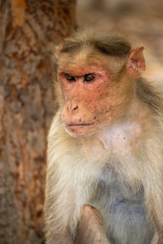 a monkey is sitting next to a tree and staring straight ahead