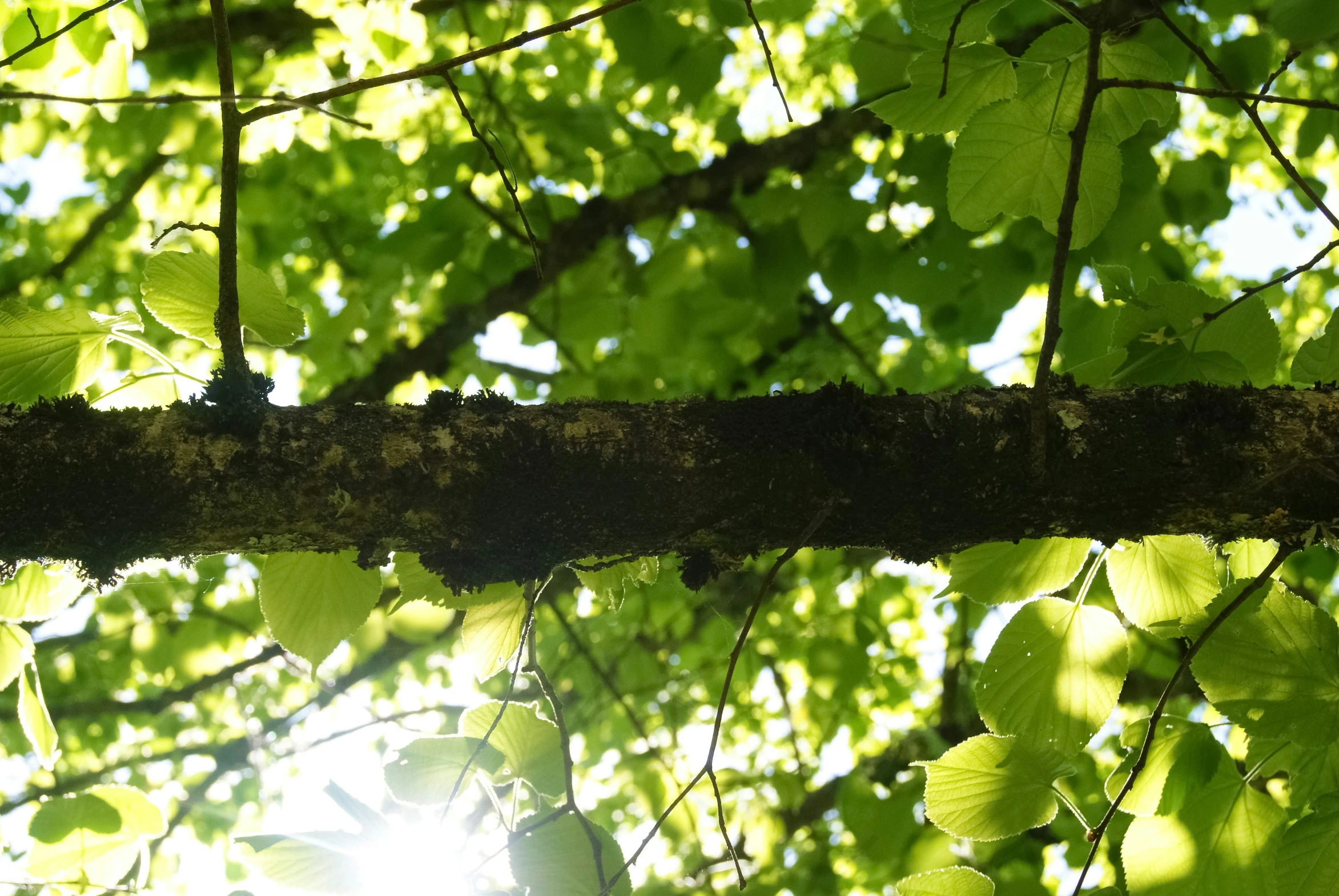 sunlight shining through the nches and leaves in the forest