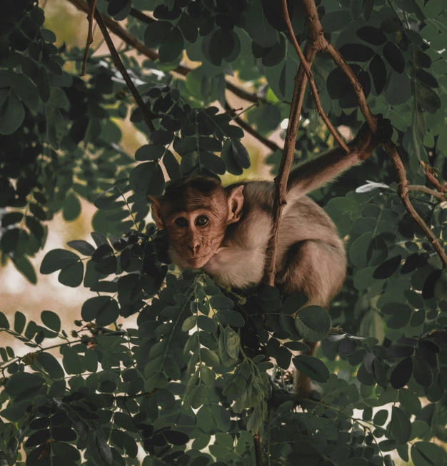 a monkey sitting on a tree nch near some leaves